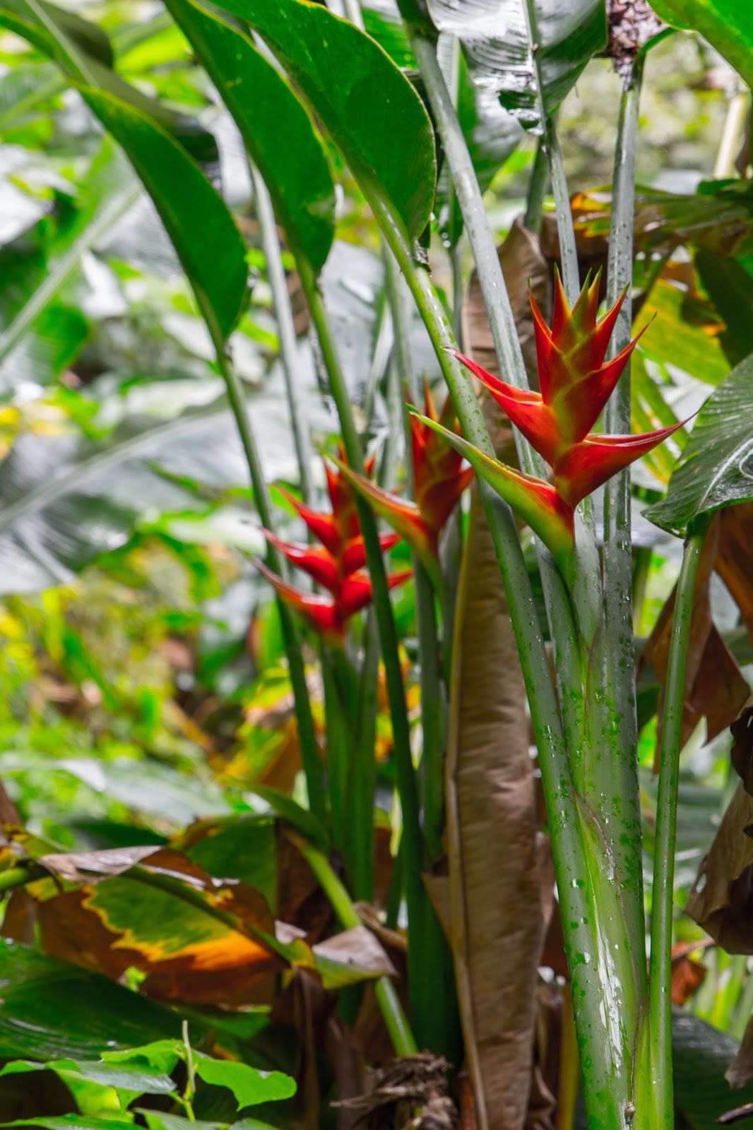 Flore Nord de la Martinique 