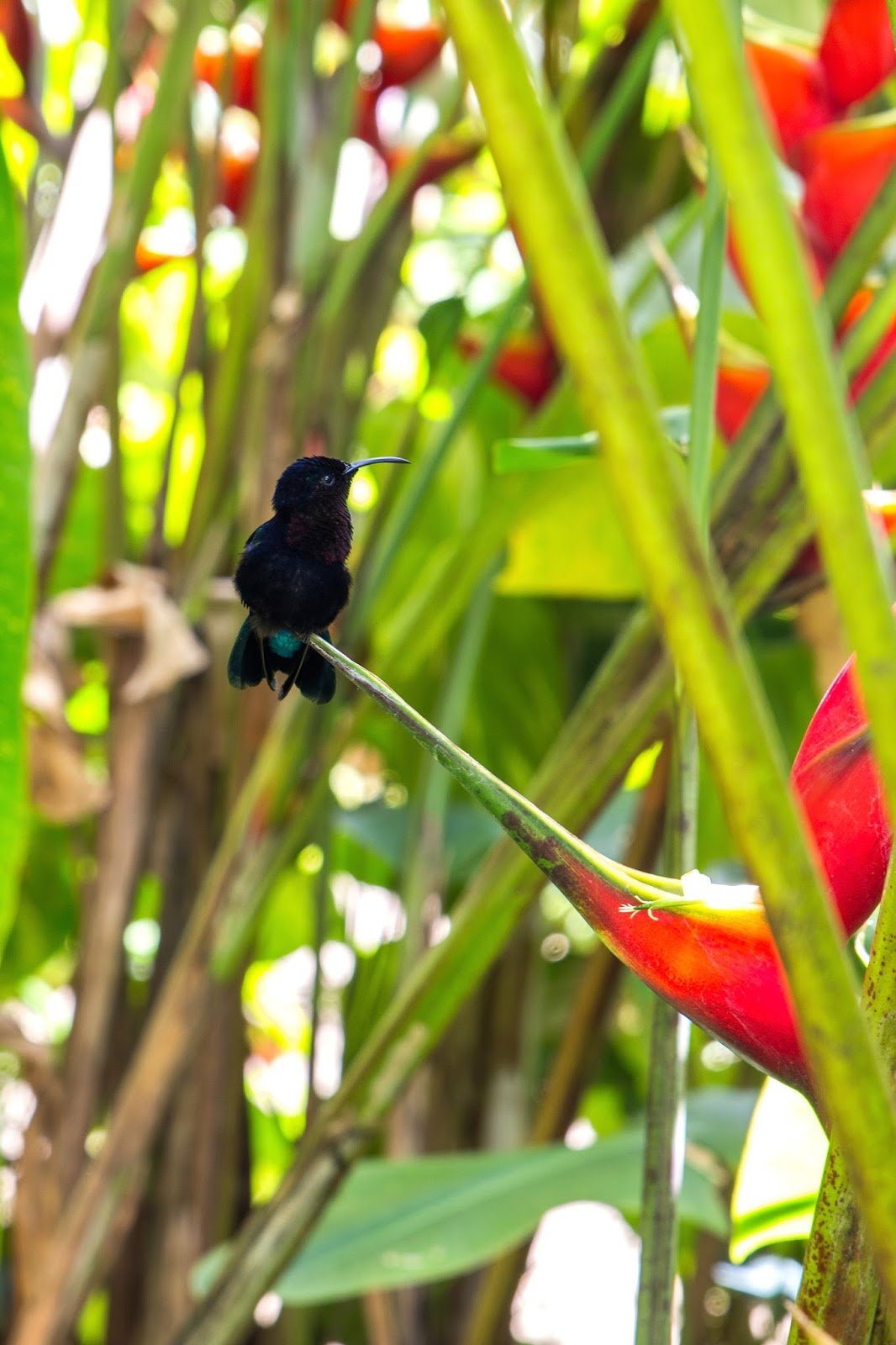 Colibri nord de la Martinique