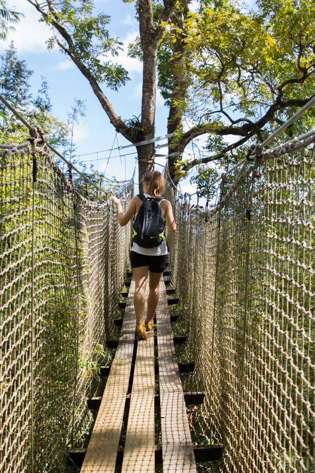 Jardin de Balata pont suspendu Nord de la Martinique