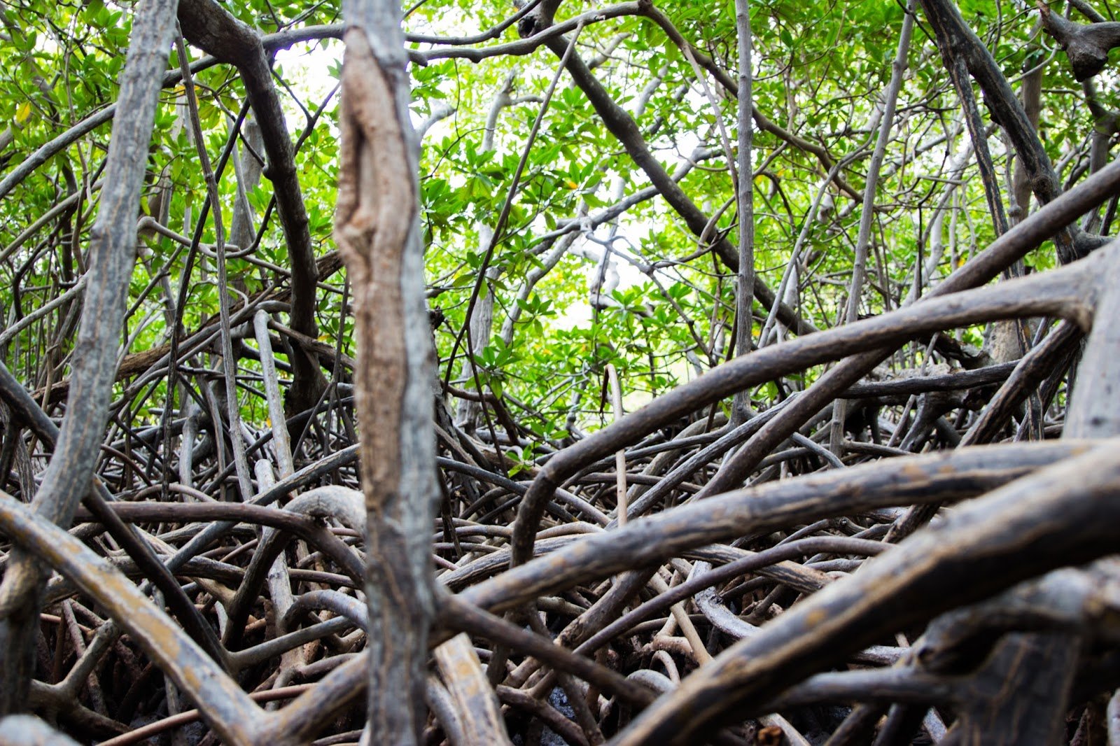 Mangrove Nord de la Martinique