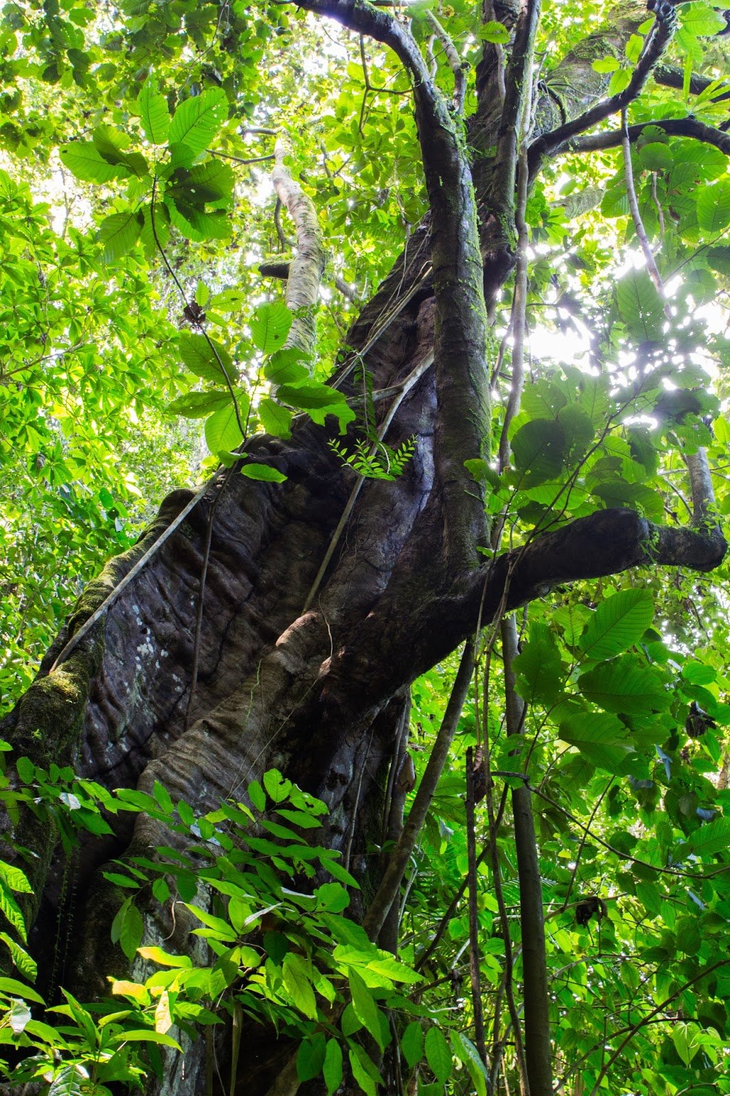 Foret tropicale Nord de la Martinique 