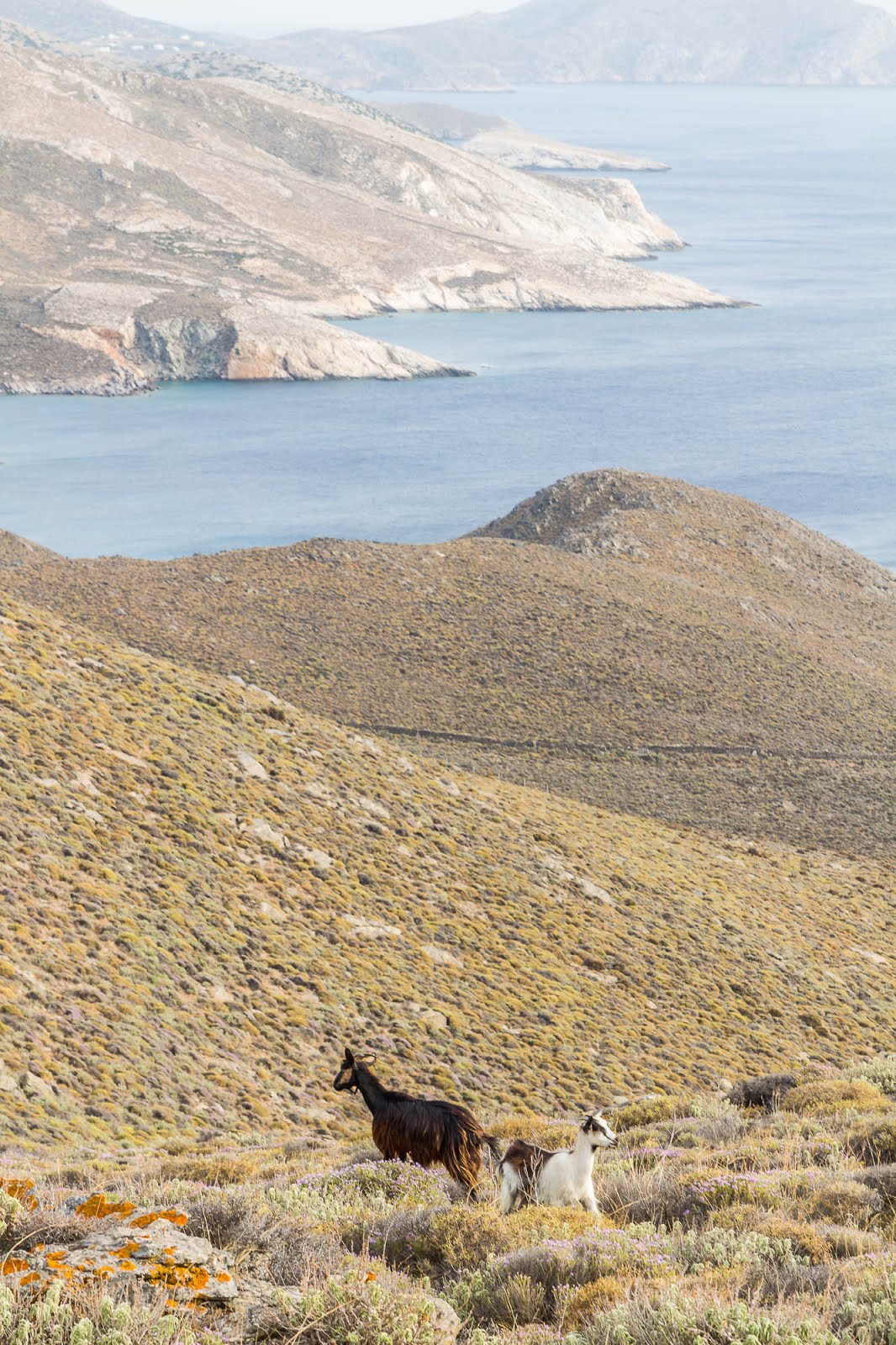 Chèvres Grèce Cyclades