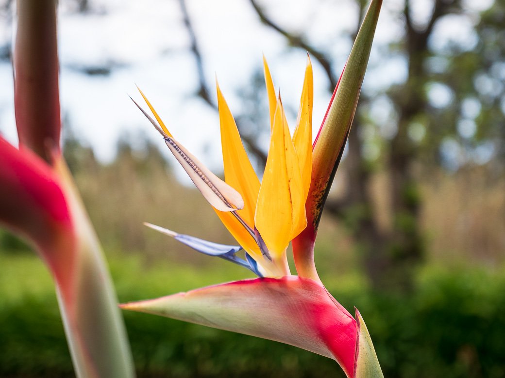 Madère île fleurs