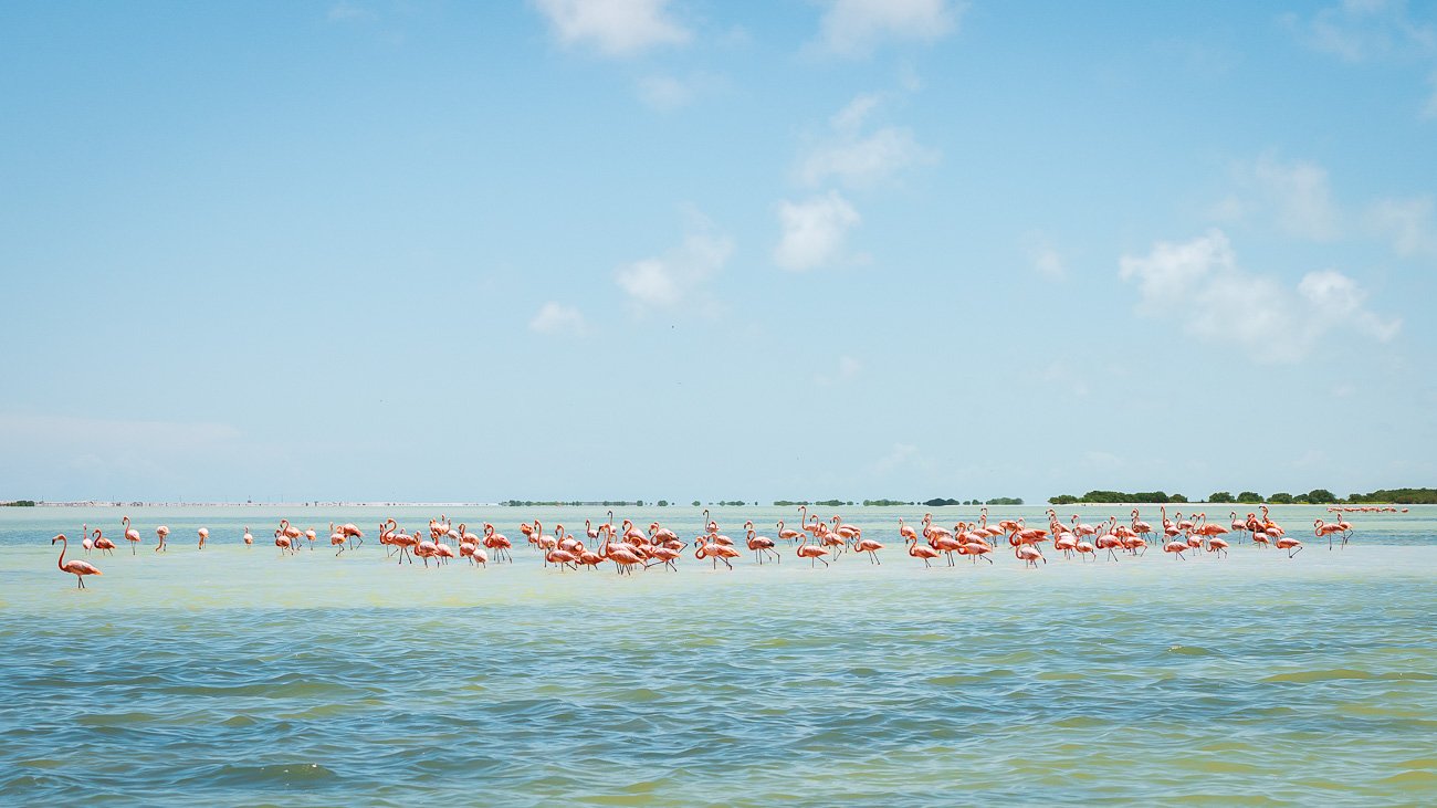 flamant rose Mexique