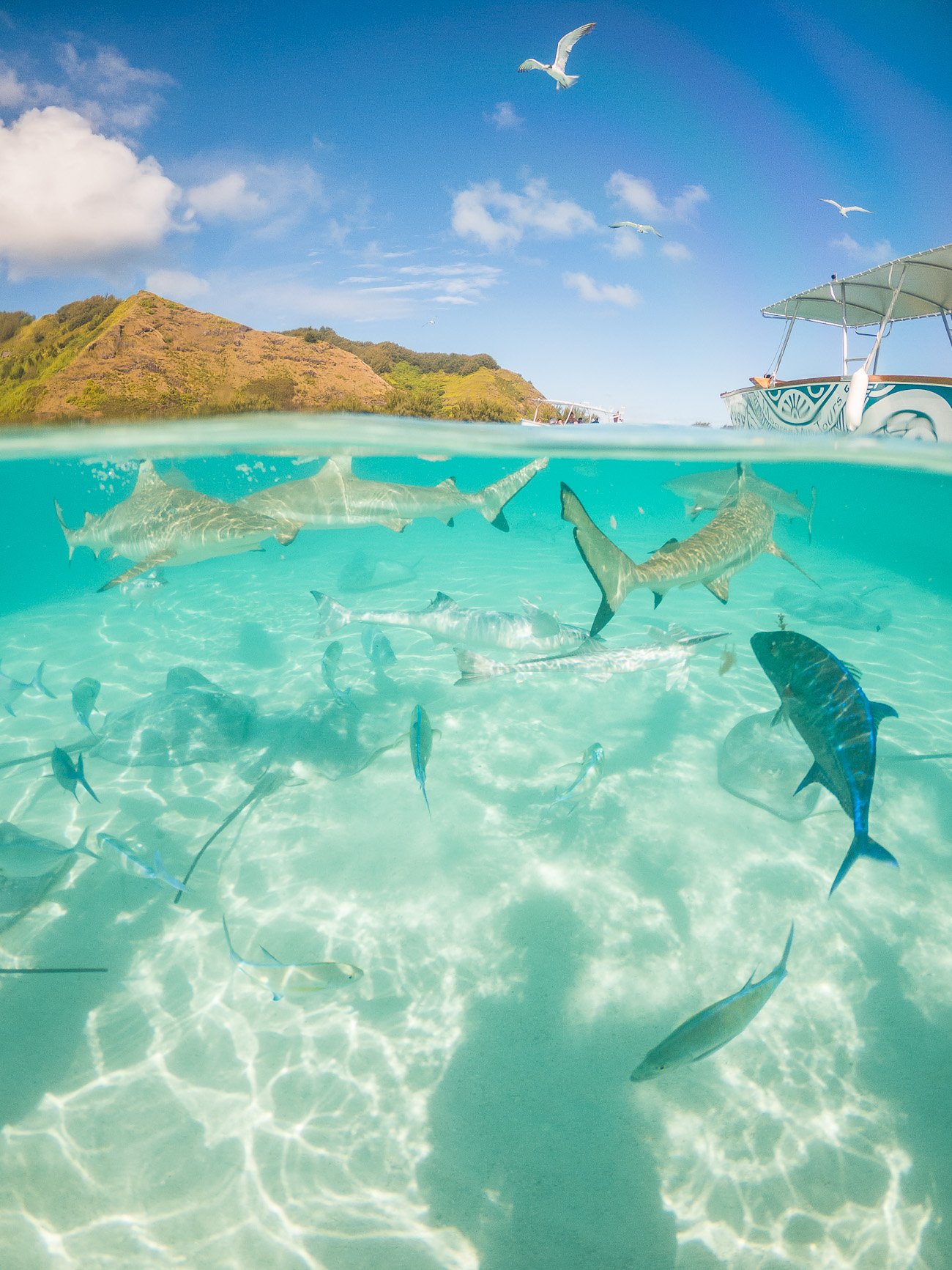 Nager avec les requins