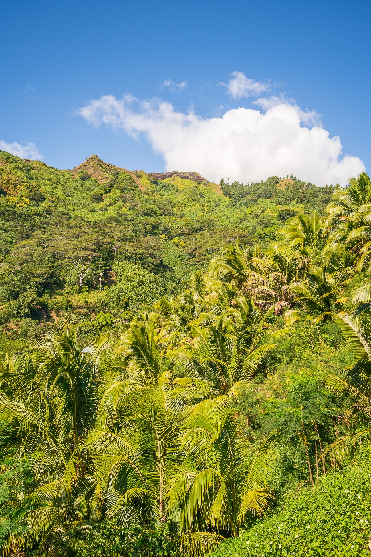 végétation flore tahiti