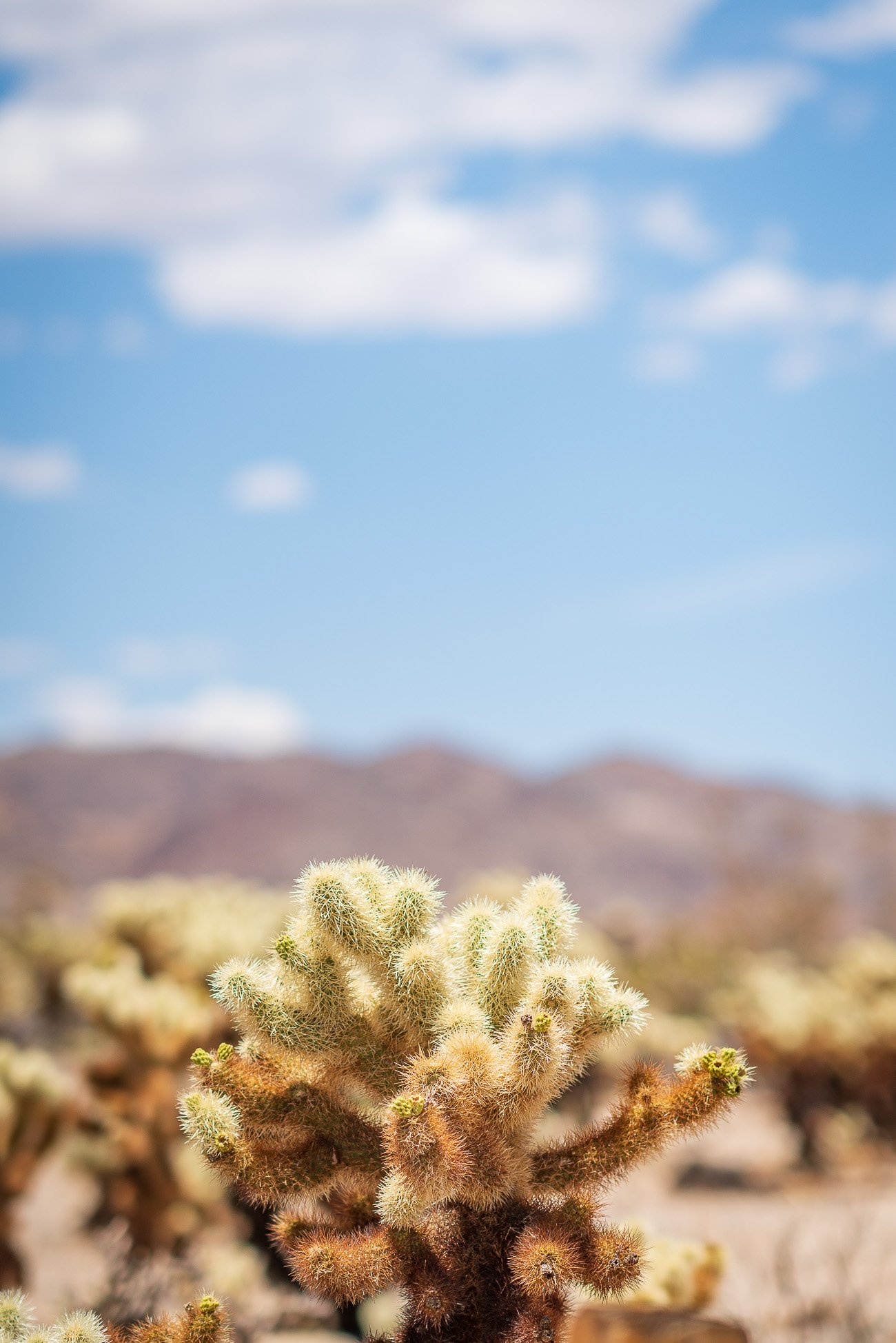 Cholla Cactus Garden Joshua Tree