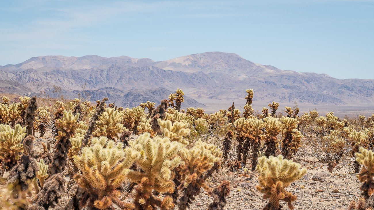 Joshua Tree Cholla Cactus