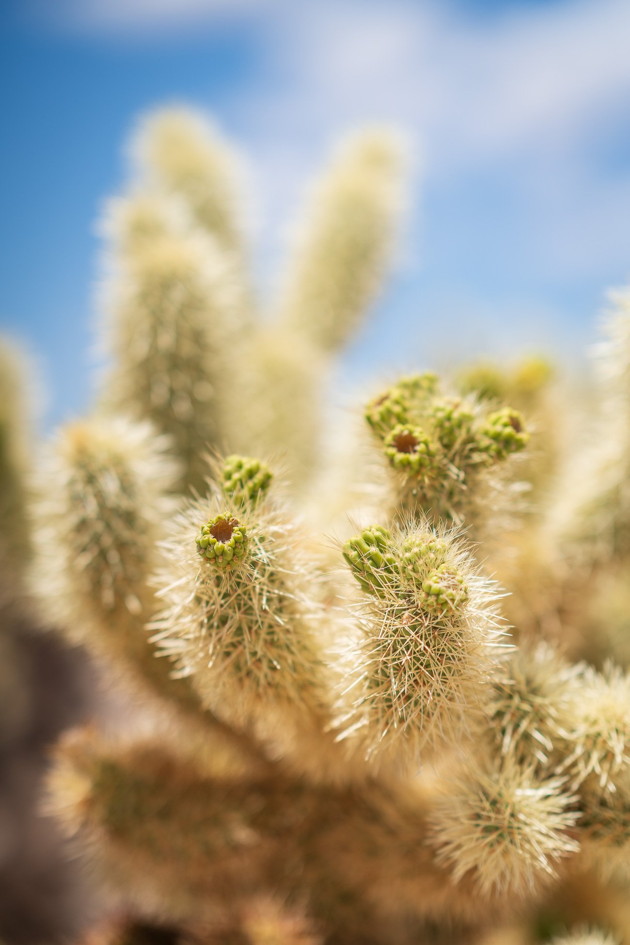 Cholla Cactus