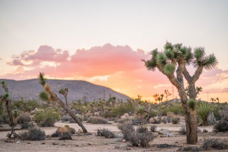 Visiter Joshua Tree National Park & Palm Springs