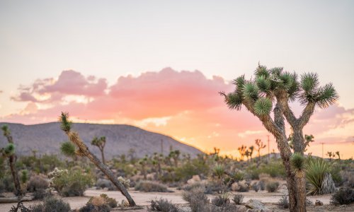 Visiter Joshua Tree National Park