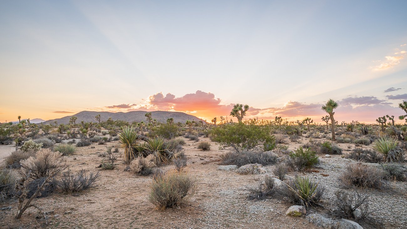 joshua tree coucher de soleil