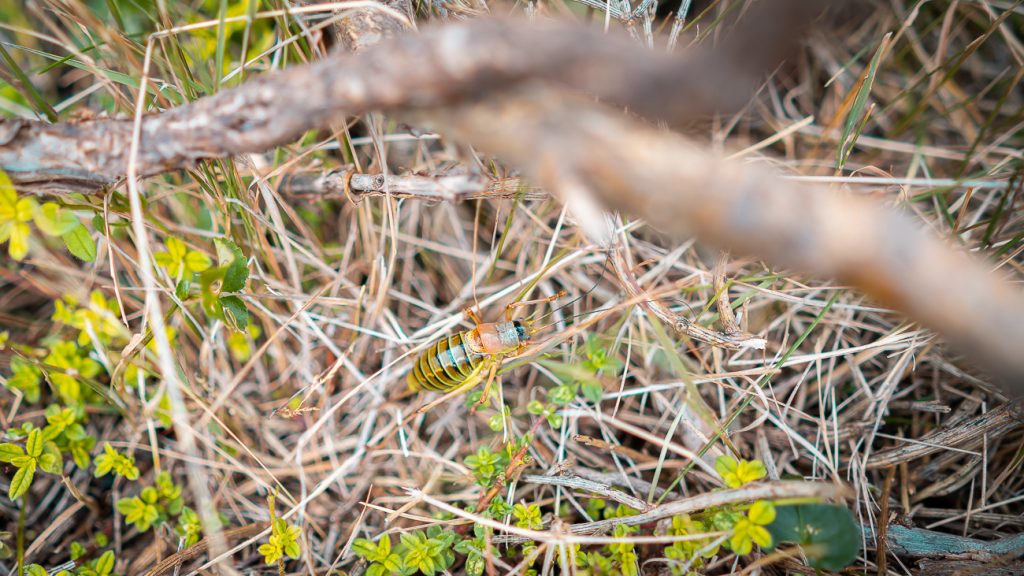 Photo insecte randonnée