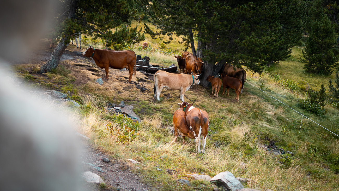 Troupeau de vache randonnée