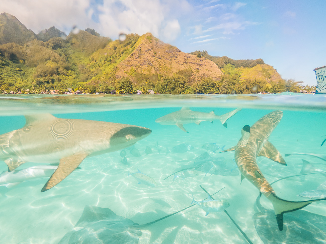 Vidéo Polynésie nager avec les requins