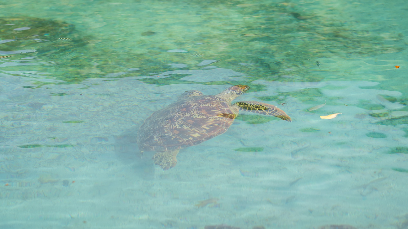 Tortue Polynésie Française