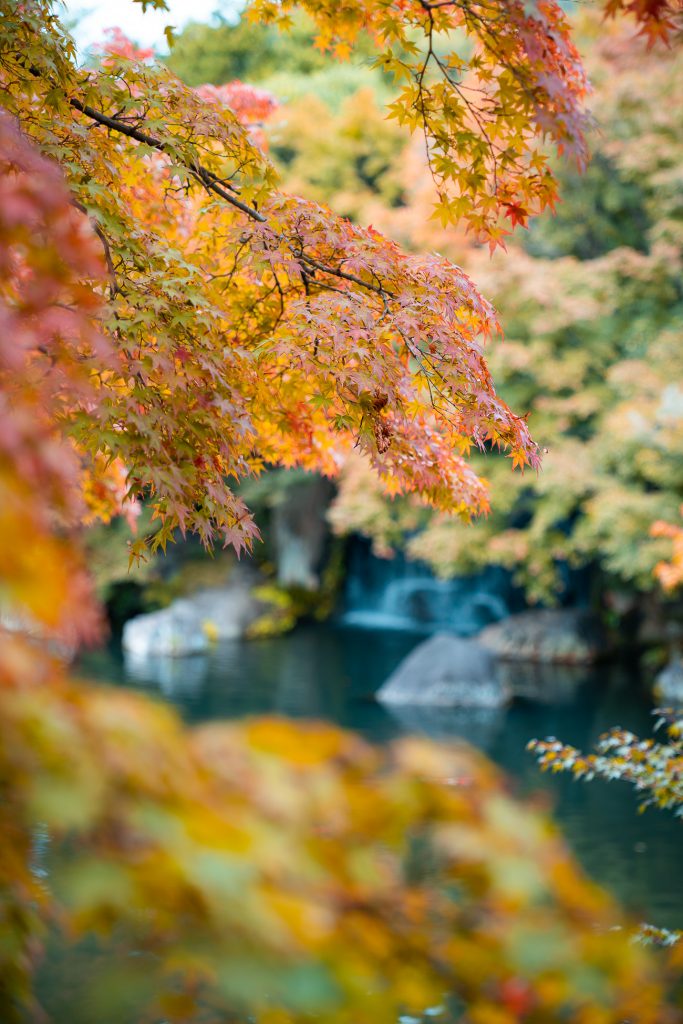 Voyage au Japon en automne feuilles érables