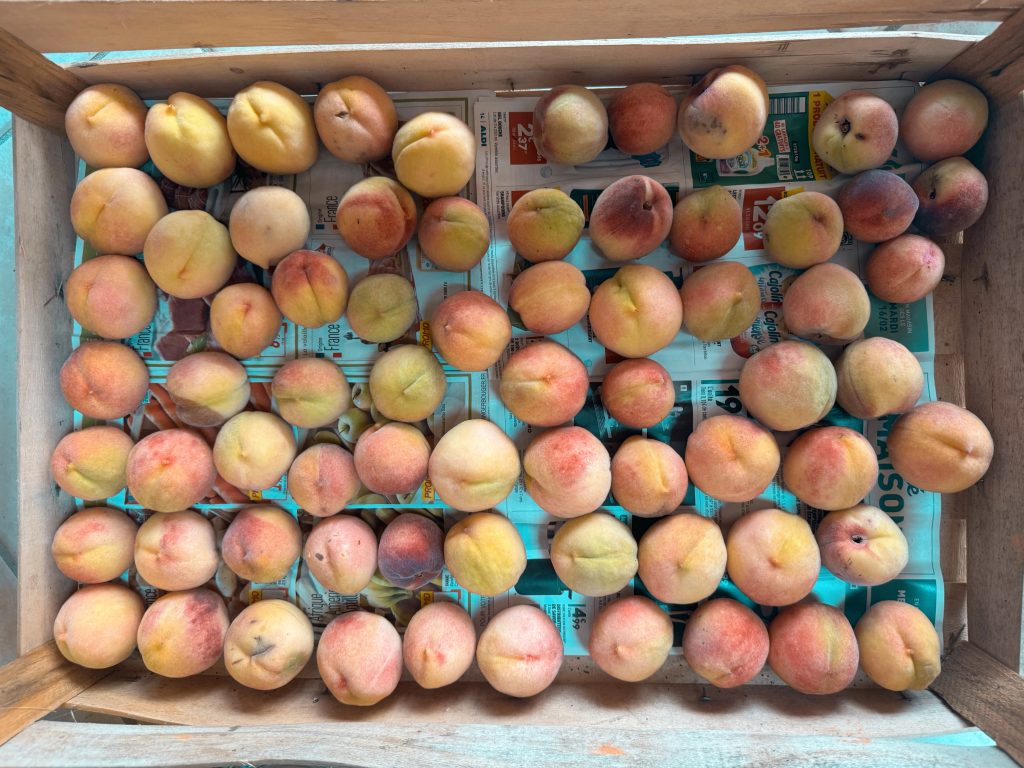 pêche du jardin bio fruits de saison