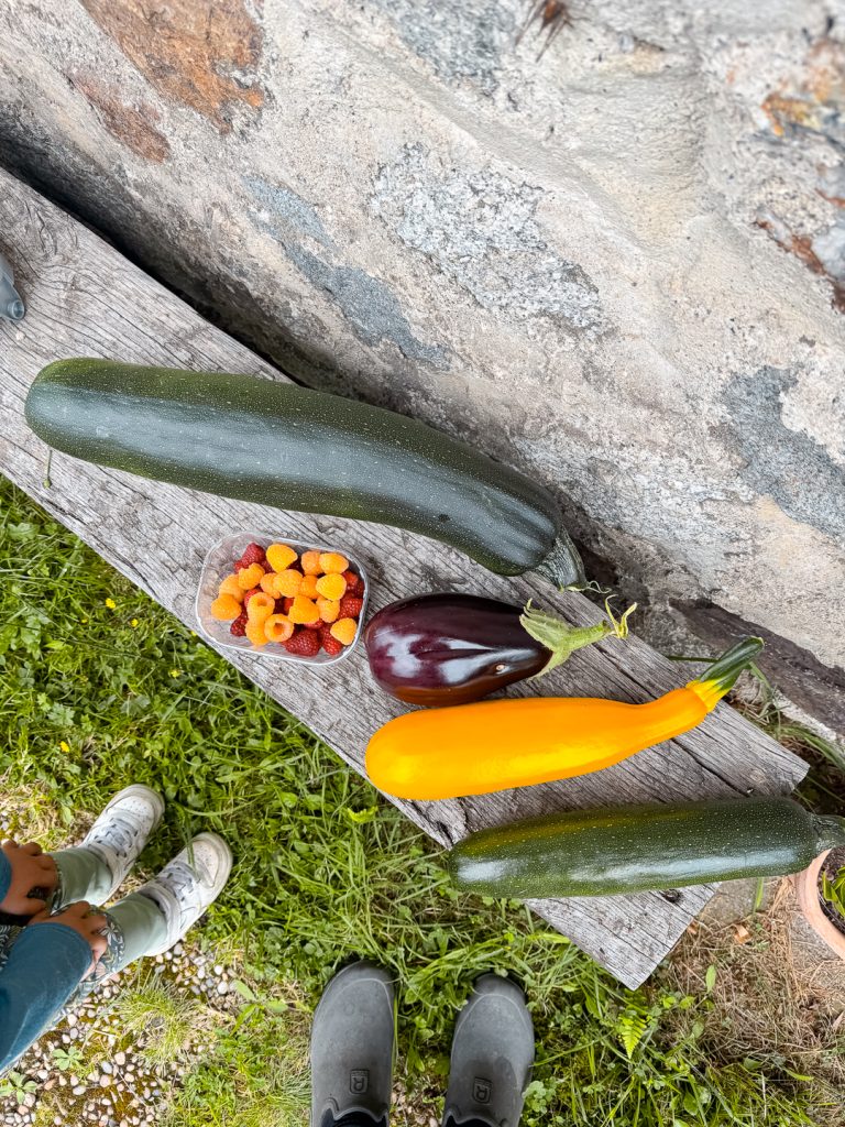 récolter des légumes pendant la canicule