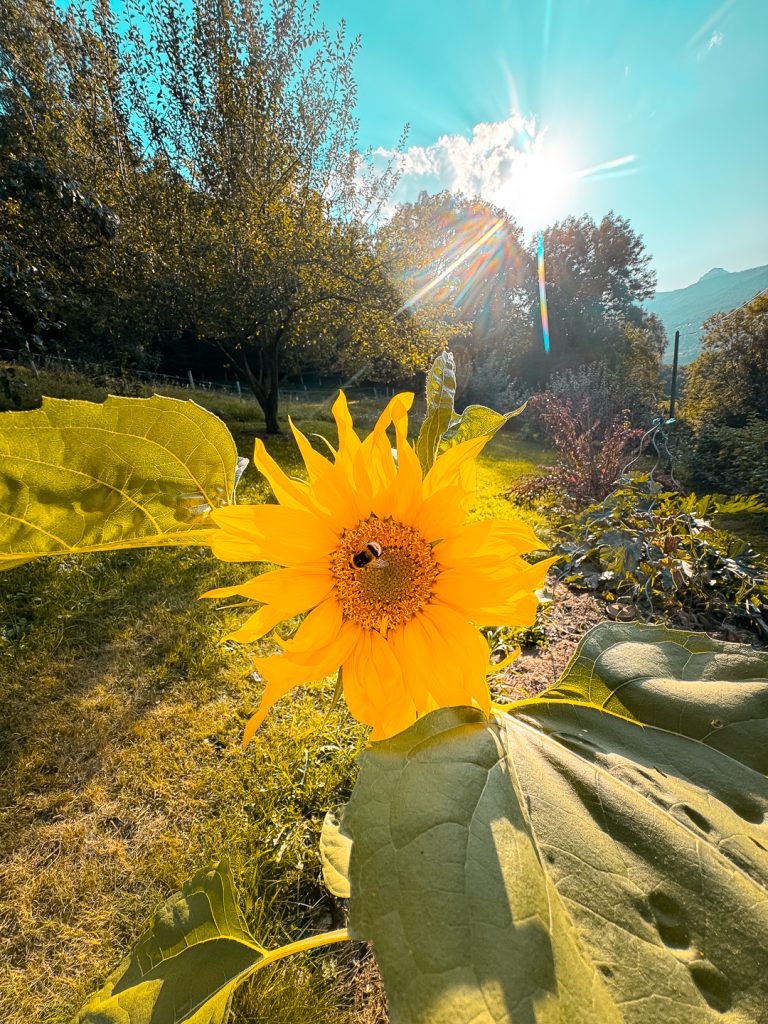 tournesol dans mon potager l'été